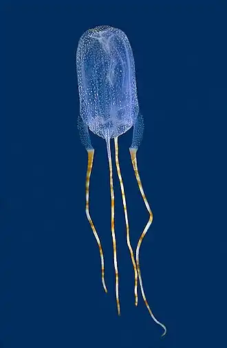 Tamoya ohboya, une Tamoyidae