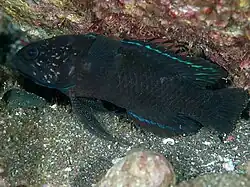 Plesiops coeruleolineatus