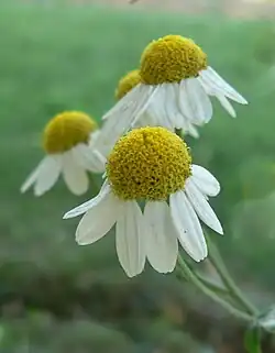 Matricaria recutita, fleur à réceptacle très convexe.