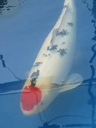 Tancho de type « Sanke Tancho ».