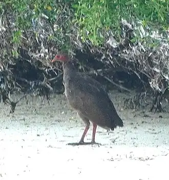Description de l'image Tanimbar Megapode imported from iNaturalist photo 332136347 on 6 December 2024.jpg.