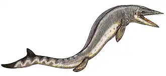 Reconstitution d'une espèce indéterminée de Taniwhasaurus.