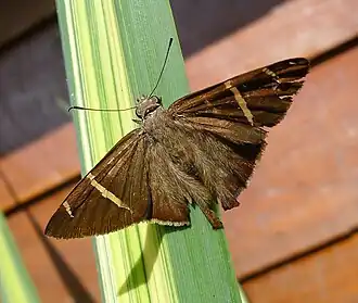 Description de l'image Tanna Skipper. Urbanus tanna - Flickr - gailhampshire.jpg.