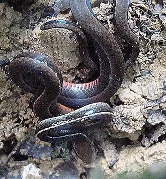 Description de l'image Tantilla alticola, a Centipede Snake.jpg.