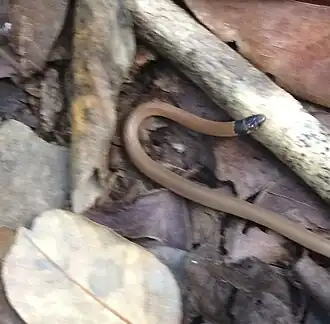 Description de l'image Tantilla oolitica 353127573.jpg.