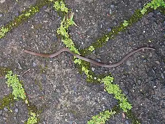 Description de l'image Tantilla reticulata in Costa Rica 37491319.jpg.