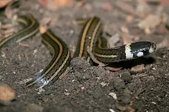 Description de l'image Tantilla taeniata in El Salvador 262275962.jpg.