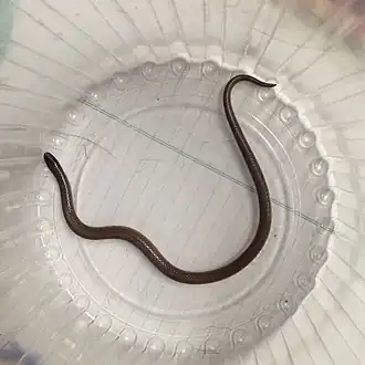 Description de l'image Tantillita canula.jpg.