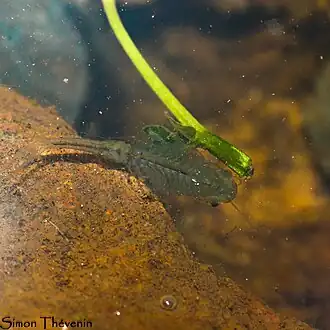 Description de cette image, également commentée ci-après