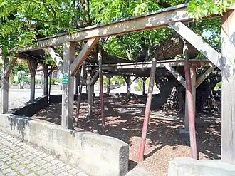 Le tilleul de danse d'Effeltrich de nos jours.