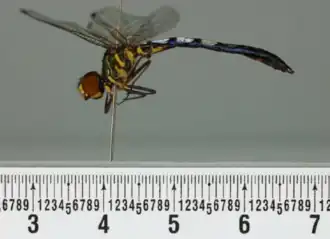 Description de l'image Tapeinothemis boharti.png.