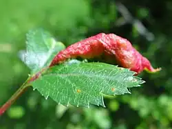 Taphrina crataegi sur une Aubépine