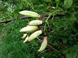 Taphrina padi sur un Merisier à grappes.