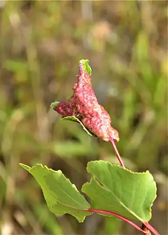 Taphrina populina sur Populus.