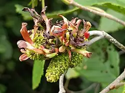 Taphrina robinsoniana sur un Aulne Nord-américain.