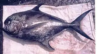 Taractichthys steindachneri