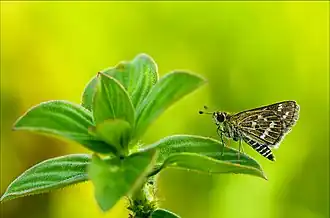 Description de cette image, également commentée ci-après