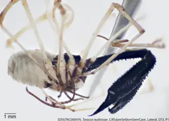 Description de l'image Taracus audisioae 12123635.png.