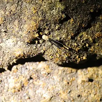 Description de l'image Taracus marchintoni, Lava River Cave.jpg.