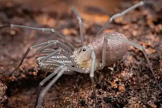 Description de l'image Taracus ubicki, immature.jpg.