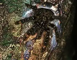 Description de l'image Tarantula (Stromatopelma sp. ?)(Theraphosidae) (7839040006).jpg.