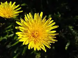Taraxacum officinale - 09h00 à 17h00