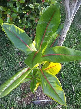 Description de cette image, également commentée ci-après