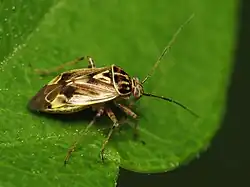 Lygus lineolaris