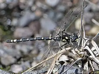 Description de l'image Tasmanian Spotwing3, Synthemiopsis gomphomacromioides, male.jpg.
