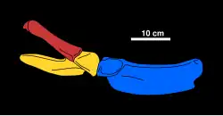 Diagramme reconstituant le bassin de Tatenectes, la partie en rouge étant l'ilium, en jaune l'ischium (ou os coxal) et en bleu le pubis.