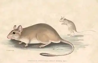 Description de l'image Tatera indica Hardwicke.jpg.