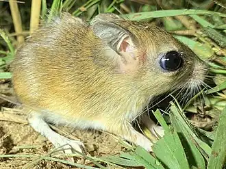 Description de l'image Taterillus imported from iNaturalist photo 57965636 on 1 April 2021.jpg.