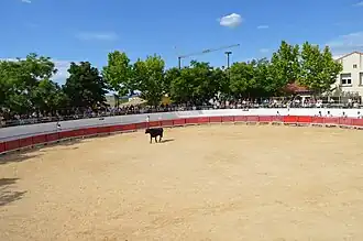 Taureau de la manade, dans les arènes de Saint-Christol.