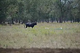 Taureau de la manade, dans les prés des Hourtès.