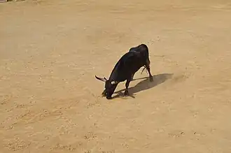 Taureau de la manade Nicollin, lors d'une course.