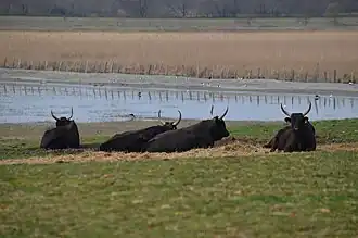 Taureaux de la manade, près du marais.