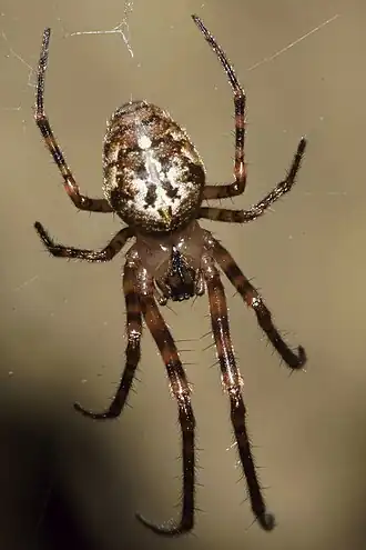 Description de l'image Tawhai arborea 124363693.jpg.