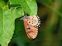Acraea terpsicore.