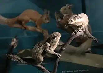Description de l'image Taxidermied Nannosciurus melanotis.JPG.