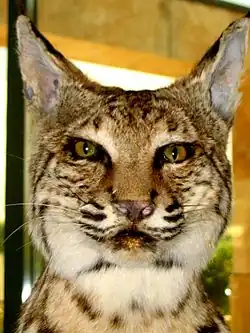 Lynx roux, Patuxent Wildlife Research Center (en), Maryland, États-Unis.