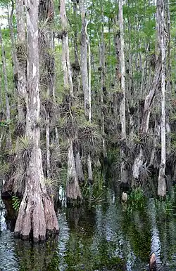 Réserve nationale de Big Cypress, Floride