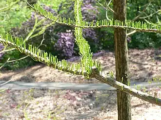 Feuillage de printemps (jardins de Longwood&nbsp;(en))