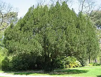 Taxus baccata laissant apparaitre un tronc orthotrope autour duquel s'organisent des axes secondaires plagiotropes.