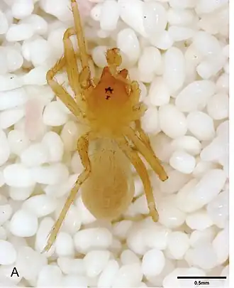 Description de l'image Tayshaneta concinna.jpg.