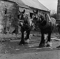 Photographie noir et blanc de deux chevaux tractant une charge.