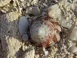 Une troque (Tectus sp.), échoué sur la plage.