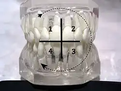 Notation ISO pour le repérage des quadrants de mâchoire adulte