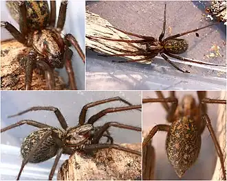 Description de l'image Tegenaria female (4696112893).jpg.