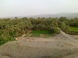 Champs de dattiers à Tejaban au Balouchistan (Pakistan)