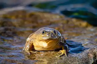 Description de l'image Telmatobius chusmisensis imported from iNaturalist photo 117033323 on 6 August 2022.jpg.